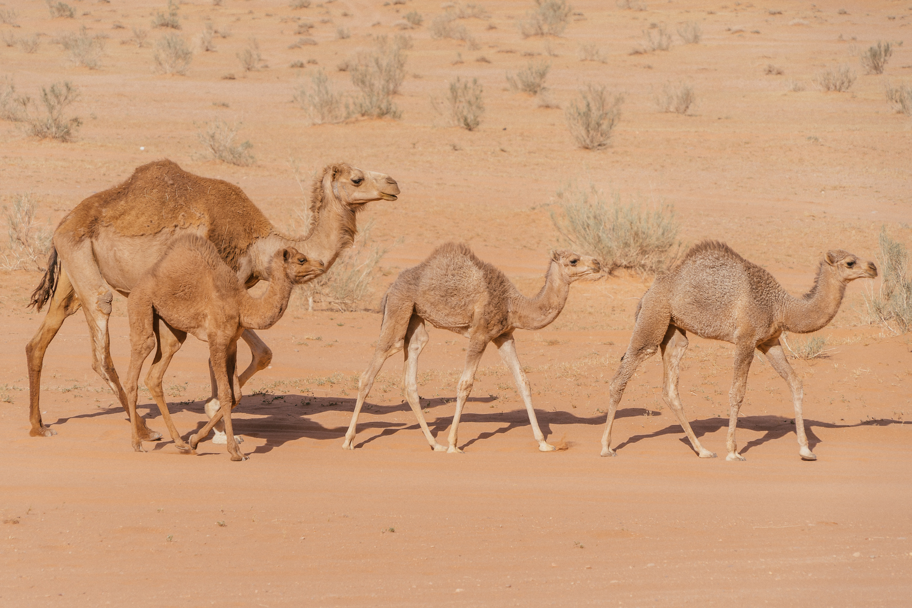 Jordanie